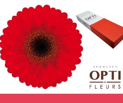 Гербера 'Nirvana-doos'