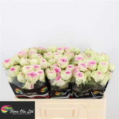 Кущова троянда 'Gelato'