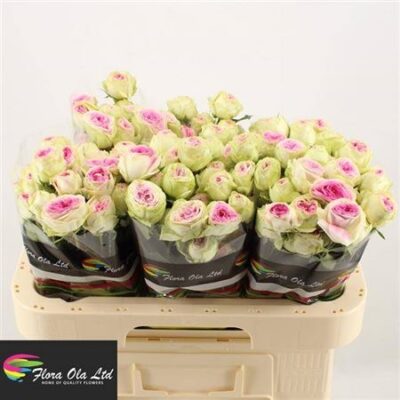 Кущова троянда 'Gelato'