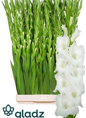 Гладіолус 'Nova Zembla'