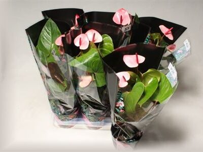 Антуріум 'Flam Pink'