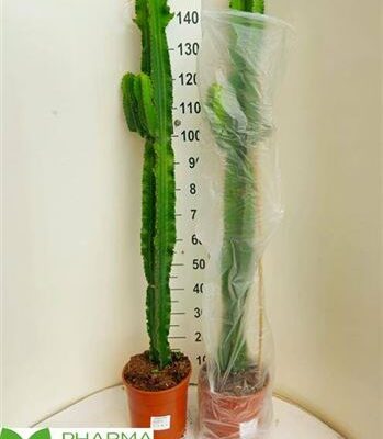 Кактус 'Candelabrum'