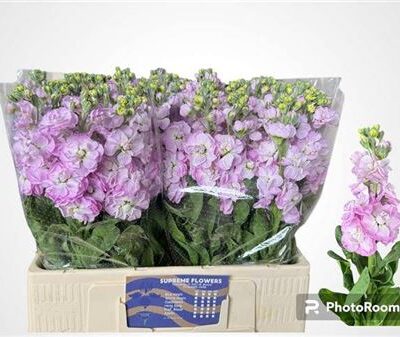 Матіола 'Mathilda Pink'