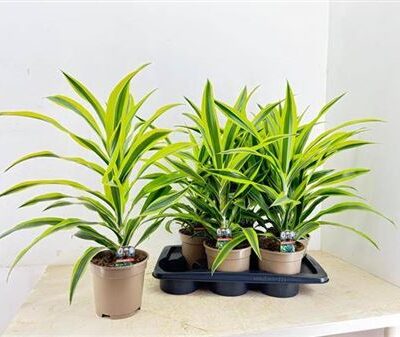 Драцена 'Lemon Lime'