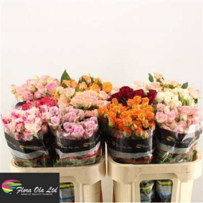 Кущова троянда 'GEM IN FUST'