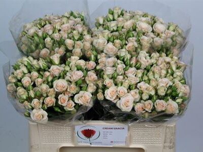 Кущова троянда 'Cream Gracia'