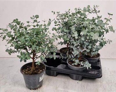 Евкаліпт 'Gunnii'