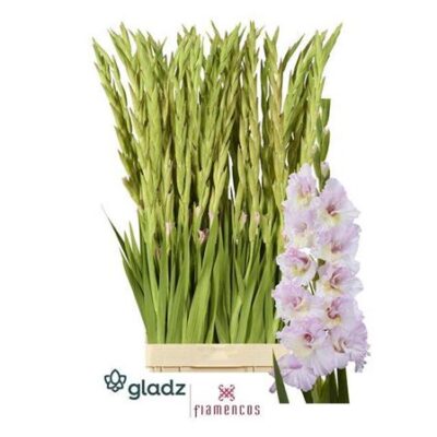 Гладіолус 'Mag Princess'