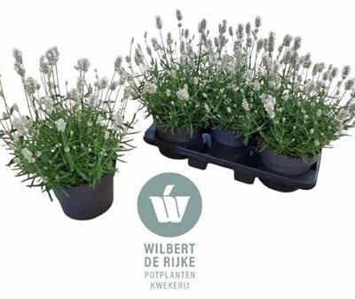 Лаванда 'Vienco Ewhi'