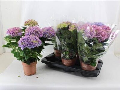 Гортензія 'Hi River'