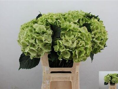 Гортензія 'Emeral Cl'