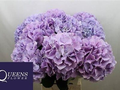 Гортензія 'Royal Benefit'