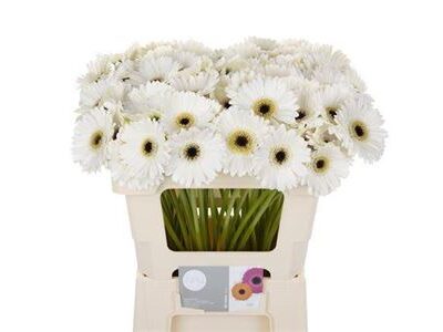 Гербера 'Lido'