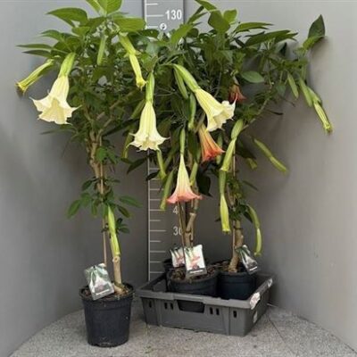 Бругмансія 'Ov'