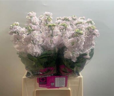 Матіола 'Stox Silver'