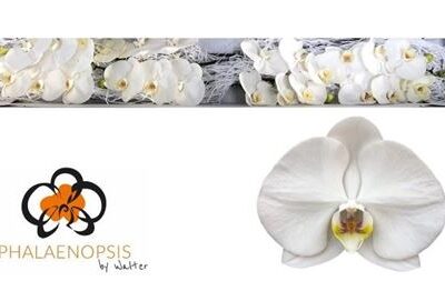 Орхідея зрізана 'Sensation White'