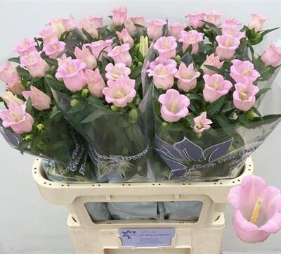 Кампанула 'Pear Pink'