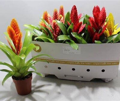 Вріезія 'Gem 5 Srt'