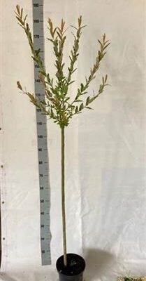 Верба 'Hakuro Nish'