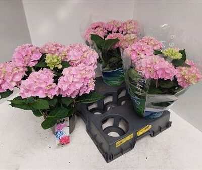 Гортензія 'Ankong'