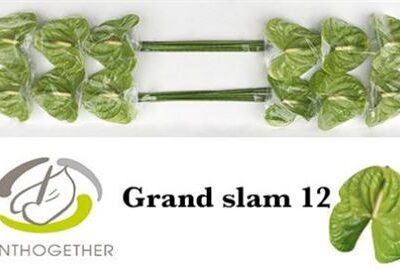 Антуріум 'GRAND SLAM'