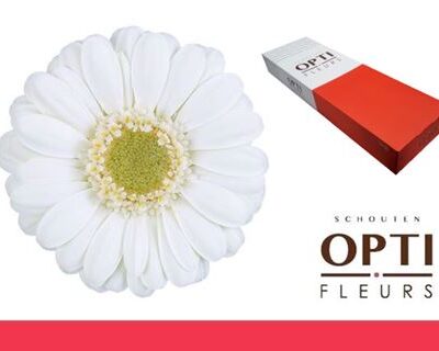 Гербера 'Albino-doos'