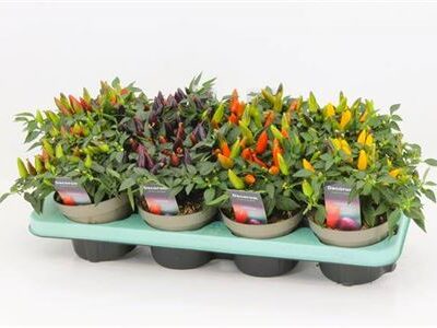 Перець 'Annuum Ov'