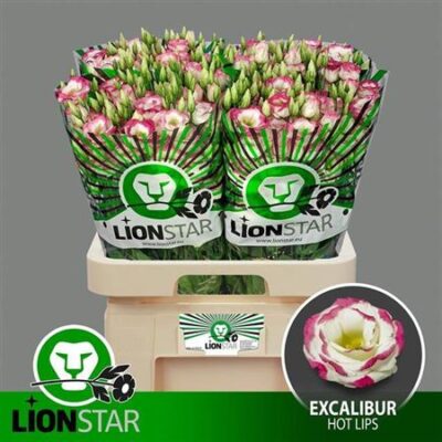 Еустома 'EXCAL HOT LIPS'