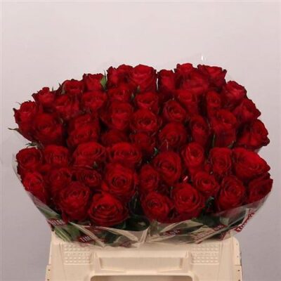 Одноголова троянда 'Madam Red