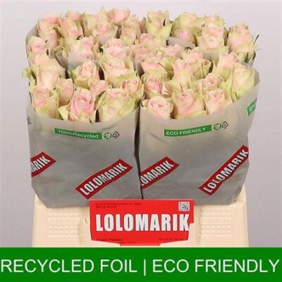 Одноголова троянда 'Pink Athena