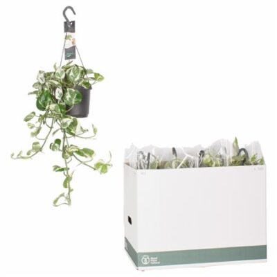 Епіпреміум 'Aureum Njoy'