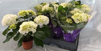 Гортензія 'Schneeball'