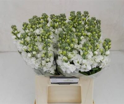 Матіола 'Iron White'