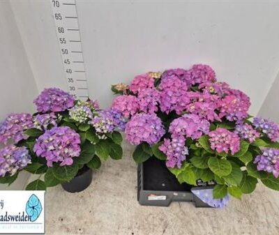 Гортензія 'Ov purp'