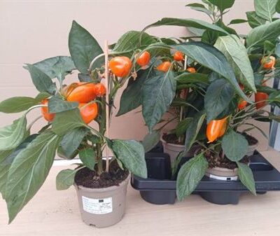 Паприка 'Planten'