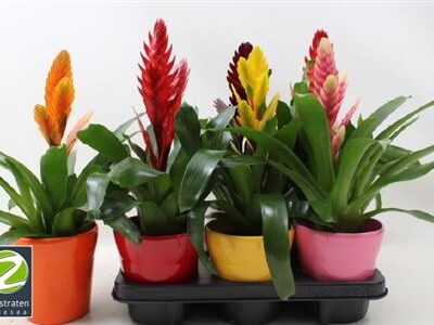 Вріезія 'Gem 6 Srt'