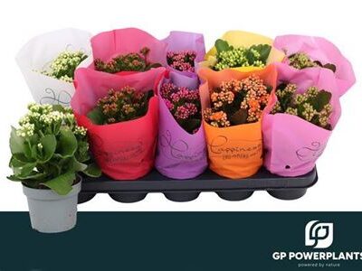 Каланхоє 'Gem6kl'