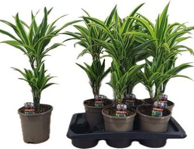 Драцена 'Lemon Lime'