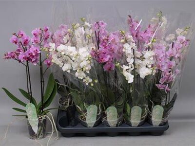 Орхідея мультифлора 'Gem 7 Kl'