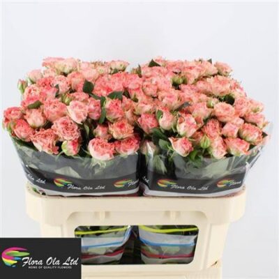 Кущова троянда 'FAIR FLOW'