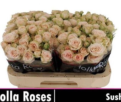 Кущова троянда 'SUSHI'