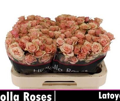 Кущова троянда 'Latoya'