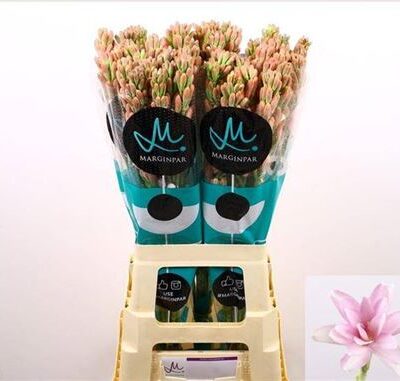 Полаінт 'Pink Sapphir'