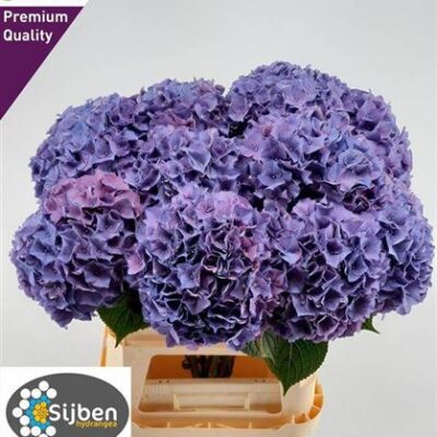 Гортензія 'Rodeo Pa'