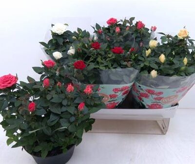 Троянди в горщику 'Gem 6 Kl'