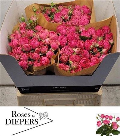 Кущова троянда 'Pretty Giselle!'