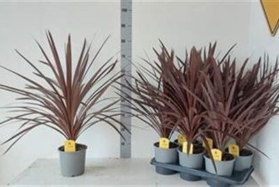 Кордилія 'Red Star'