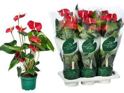 Антуріум 'Madural'