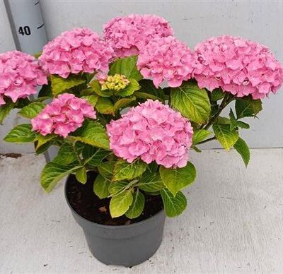 Гортензія 'Ov rose'