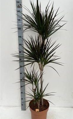 Драцена 'Magenta'